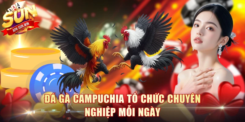 Đá Gà Campuchia - Luật Chọi Kê Và 3 Cửa Cược Tại Sun Win 2 Đá gà Campuchia tổ chức chuyên nghiệp mỗi ngày