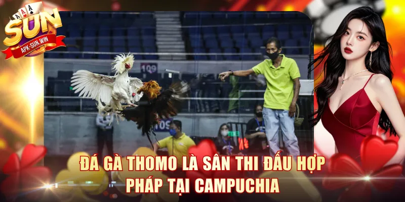 Đá Gà Thomo - Khám Phá Đấu Trường Kịch Tính Cùng Sun Win 2 Đá gà Thomo là sân thi đấu hợp pháp tại Campuchia