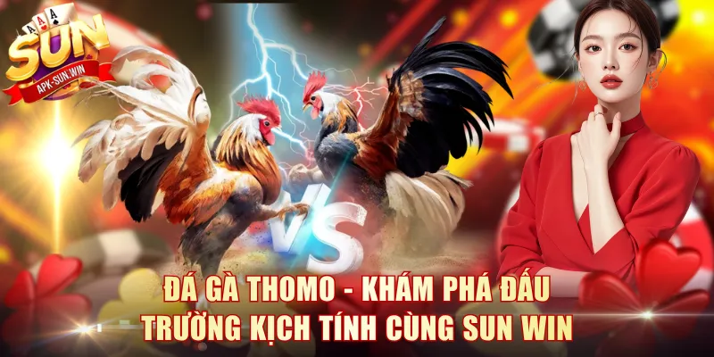 Đá Gà Thomo - Khám Phá Đấu Trường Kịch Tính Cùng Sun Win 1 Đá Gà Thomo
