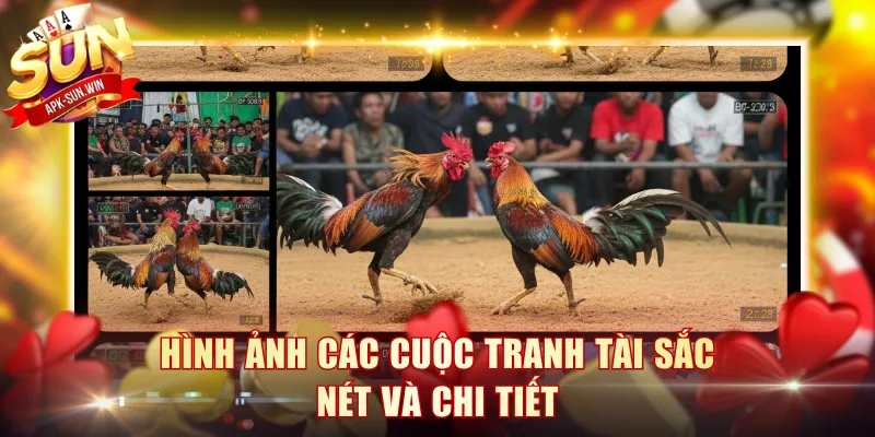 Phát Sóng Đá Gà - Hình Thức Thu Hút Người Xem Và Cược 3 Hình ảnh các cuộc tranh tài sắc nét và chi tiết