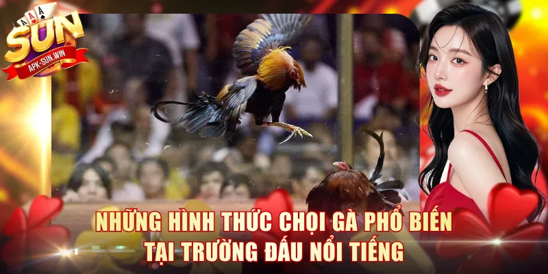 Đá Gà Thomo - Khám Phá Đấu Trường Kịch Tính Cùng Sun Win 3 Những hình thức chọi gà phổ biến tại trường đấu nổi tiếng